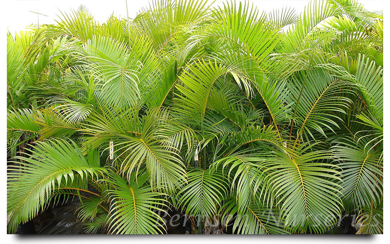 WHOLESALE NURSERY NAPLES