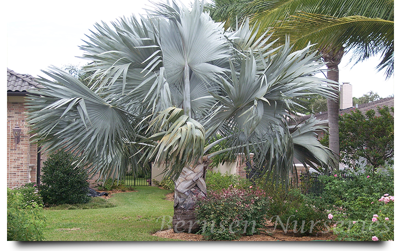 WHOLESALE NURSERY NAPLES