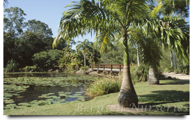 WHOLESALE NURSERY NAPLES