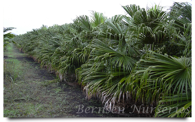 WHOLESALE NURSERY NAPLES