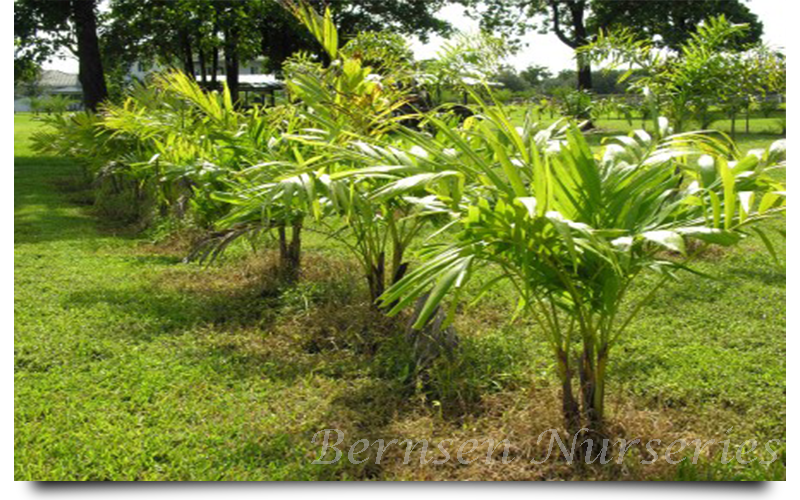 WHOLESALE NURSERY NAPLES