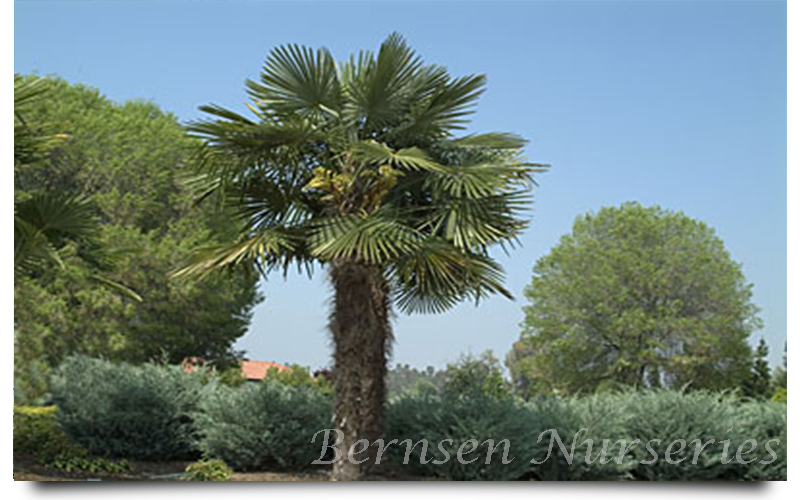 WHOLESALE NURSERY NAPLES